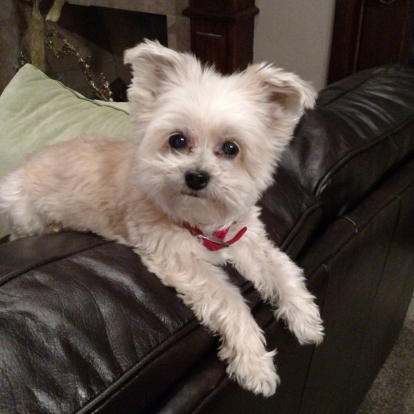 lorillpet